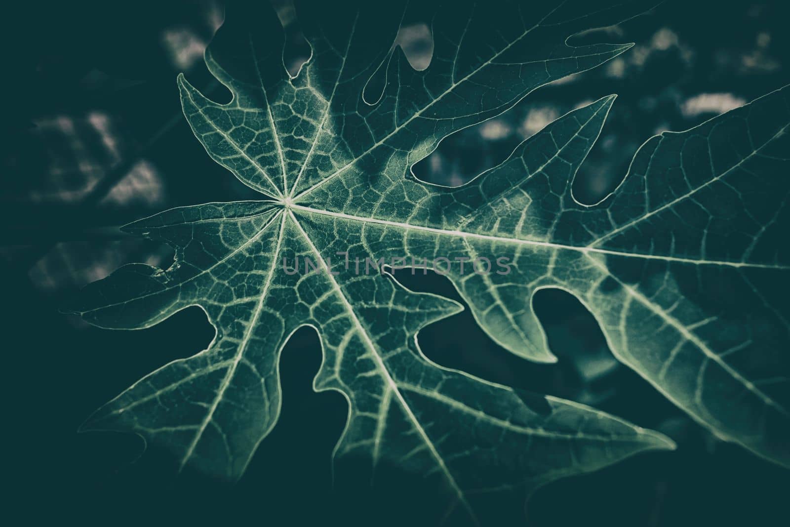 Close-up Leaf Background in Dark Contrast with Vintage Style.