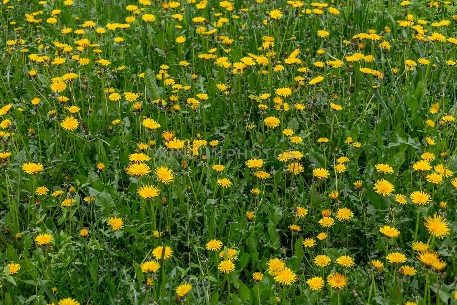 Yellow dandelions in the green spring meadow at cloudy daylight, full frame season specific background. Close-up with selective focus.