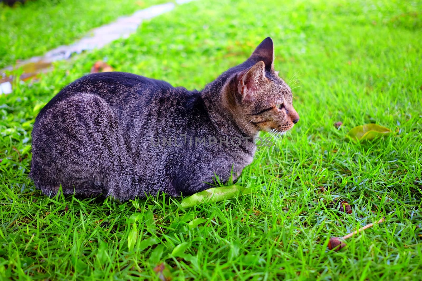 Cat Laying Down in Garden.