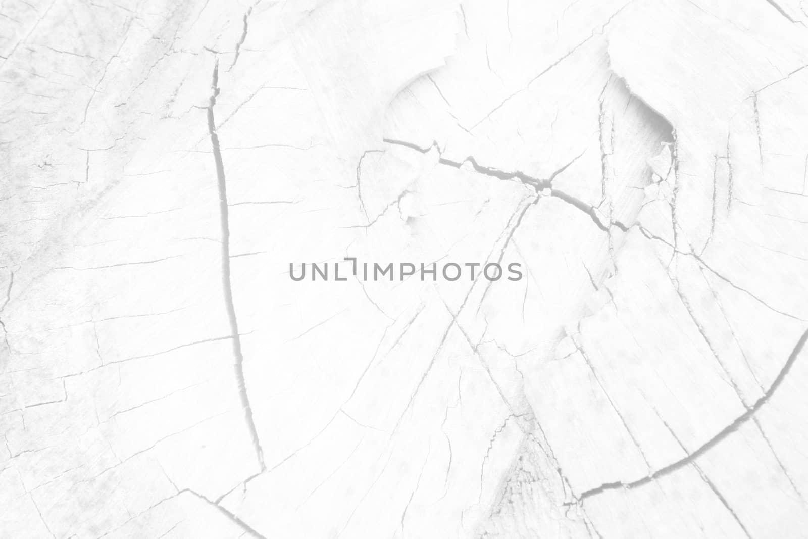 Close-up White Trunk Cutting  Background. by mesamong