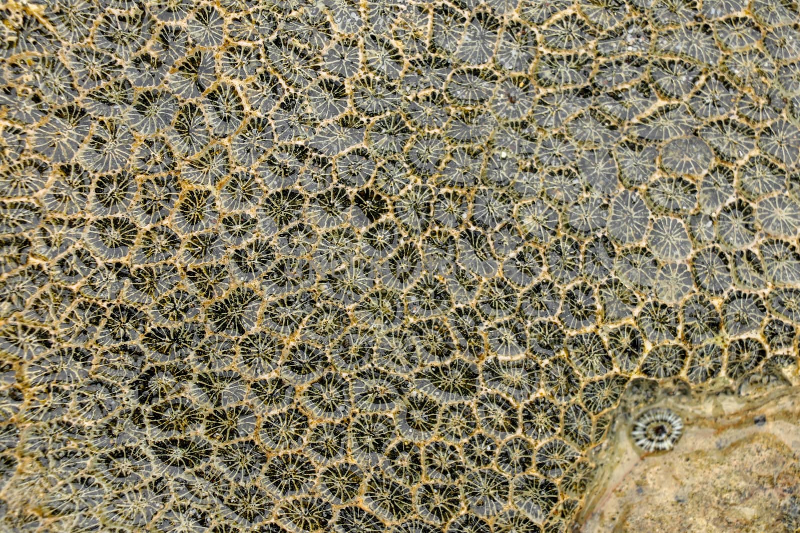 Fossilized sea animal on coast of Indian Ocean, Bali, Indonesia. Structure of sea coral fossil of yellow black color. Water in small recesses of coral. Sun's rays are reflected from the water surface.