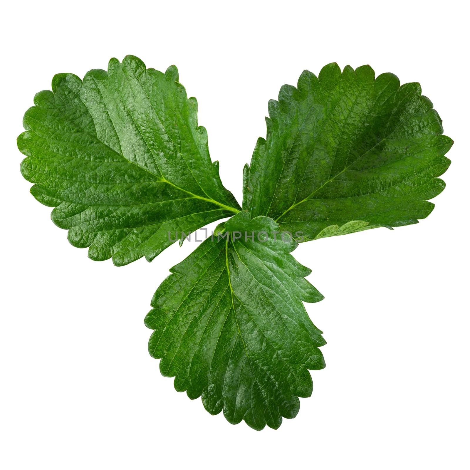 Green Strawberry Leaf isolated on white background