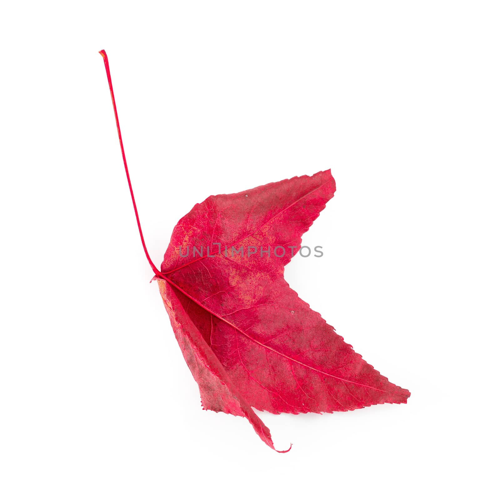 Dried maple leaves isolated on white background.