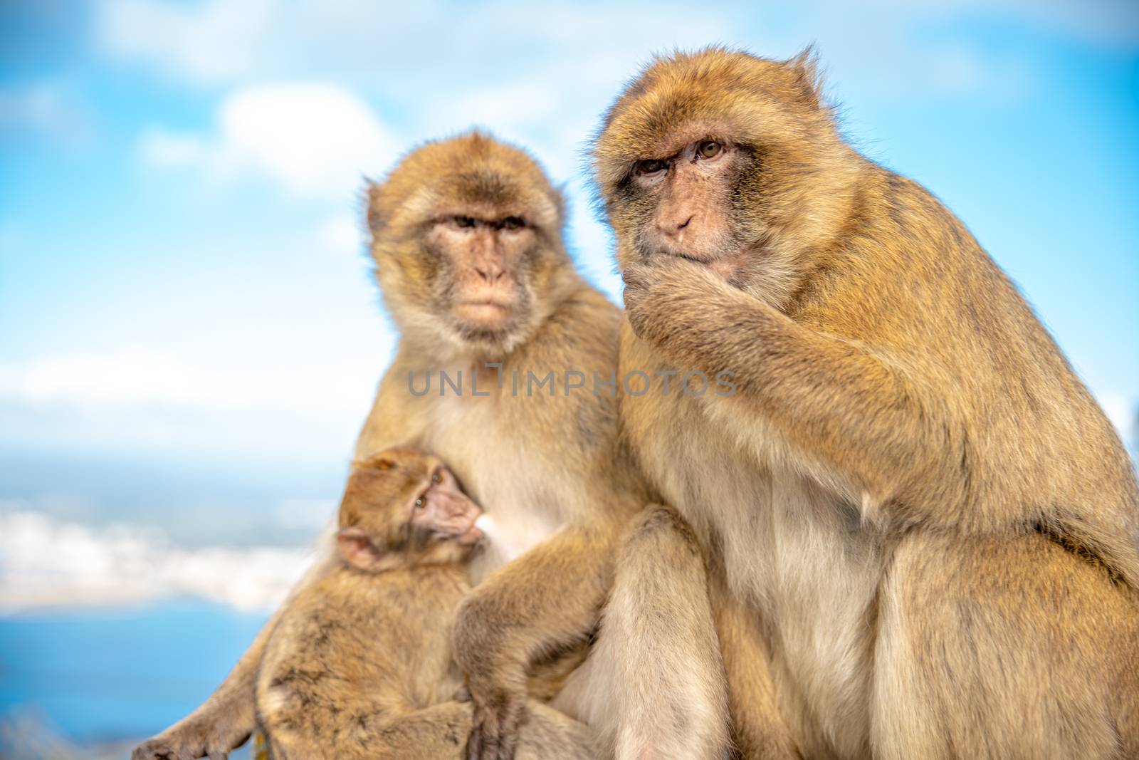 family of monkeys with blue sky in the background
