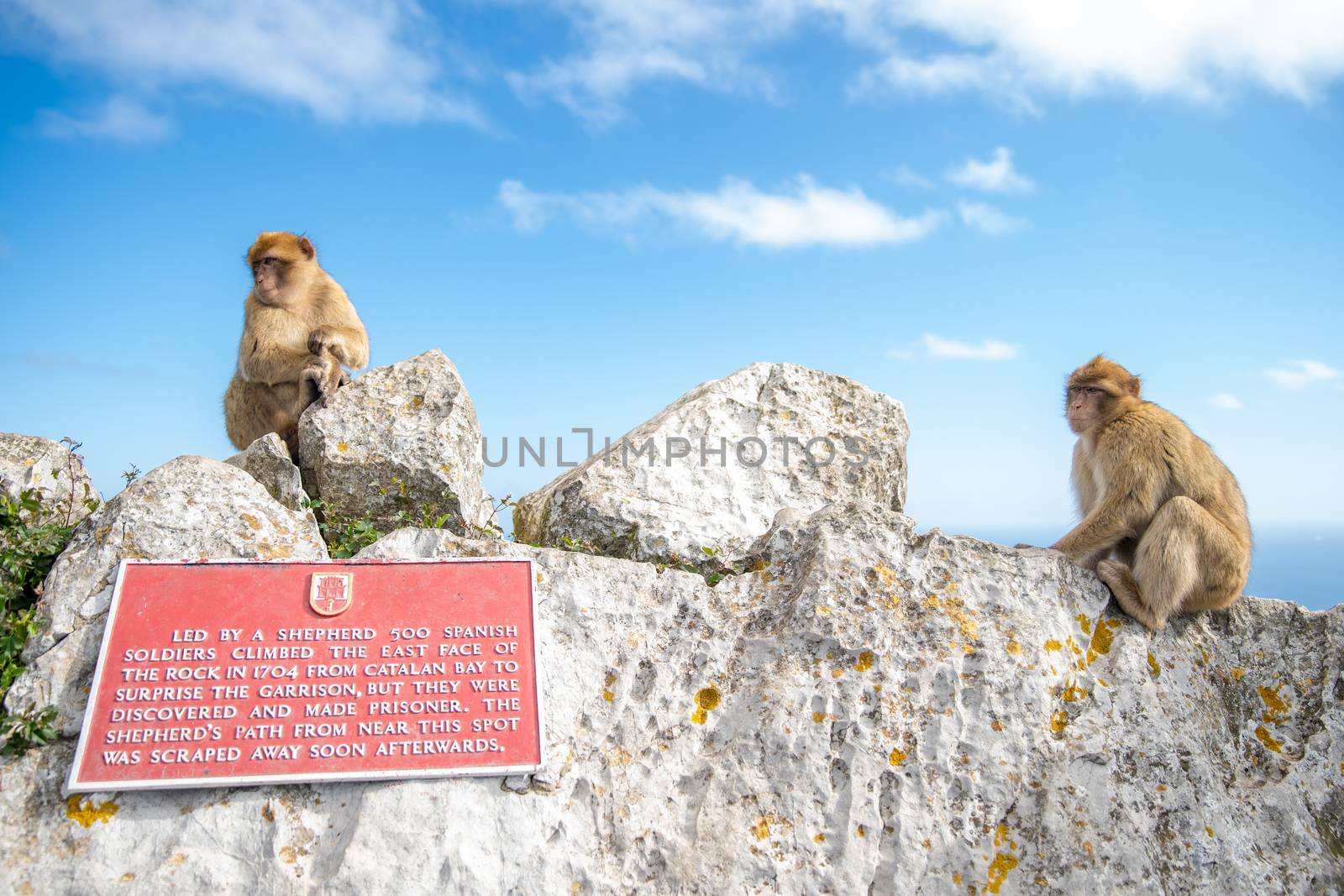 monkey Macaca sylvanus in the wild on the Gibraltar peninsula.