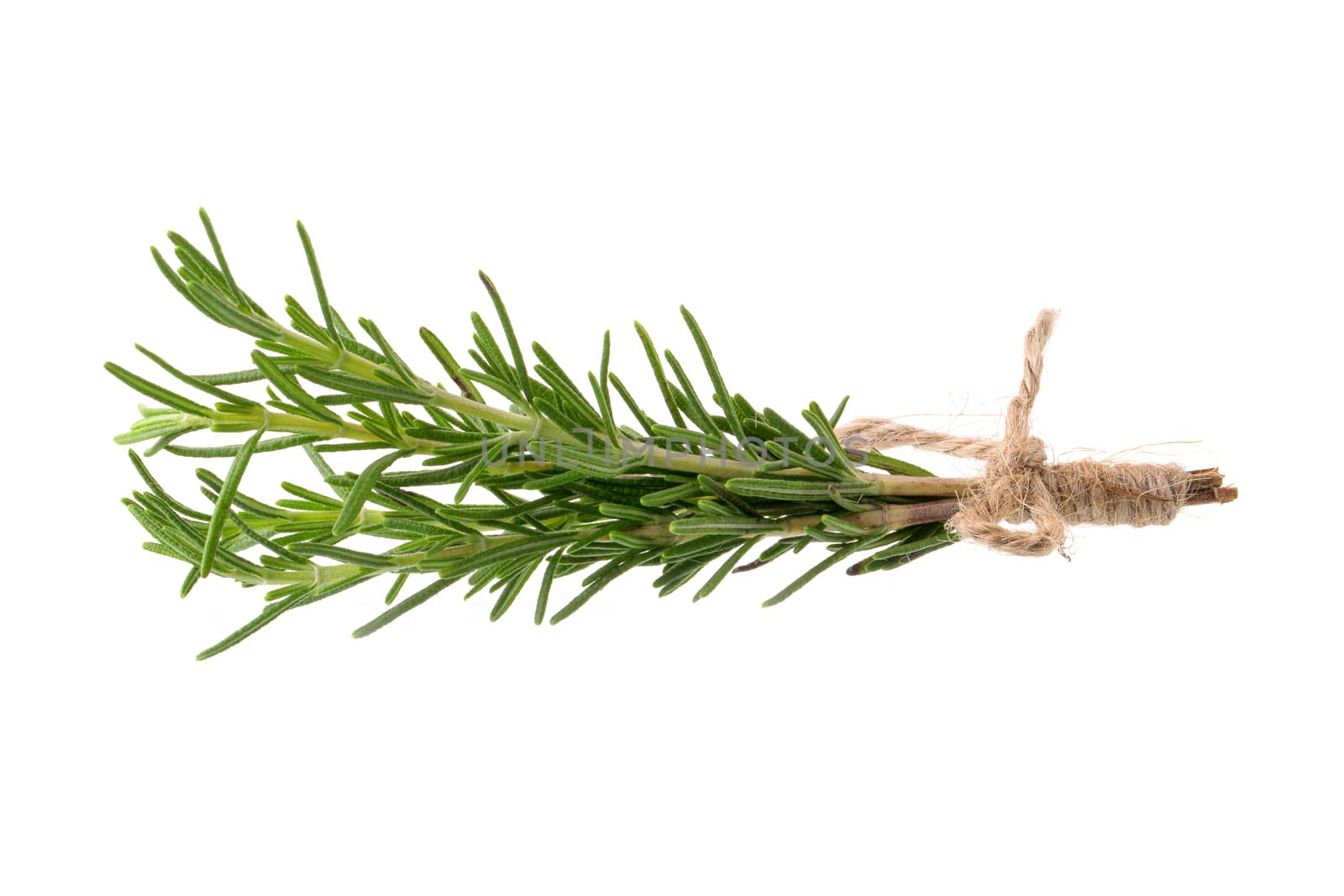 Fresh rosemary bunch isolated on white background.