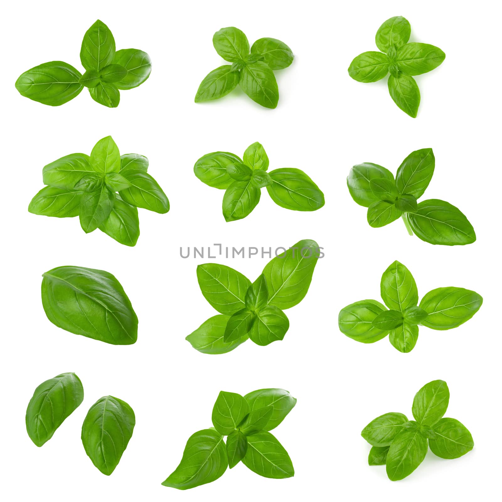 Close up of fresh green basil herb leaves isolated on white back by kaiskynet