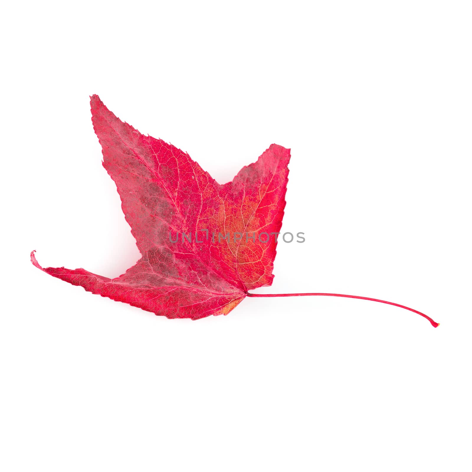 Dried maple leaves isolated on white background.