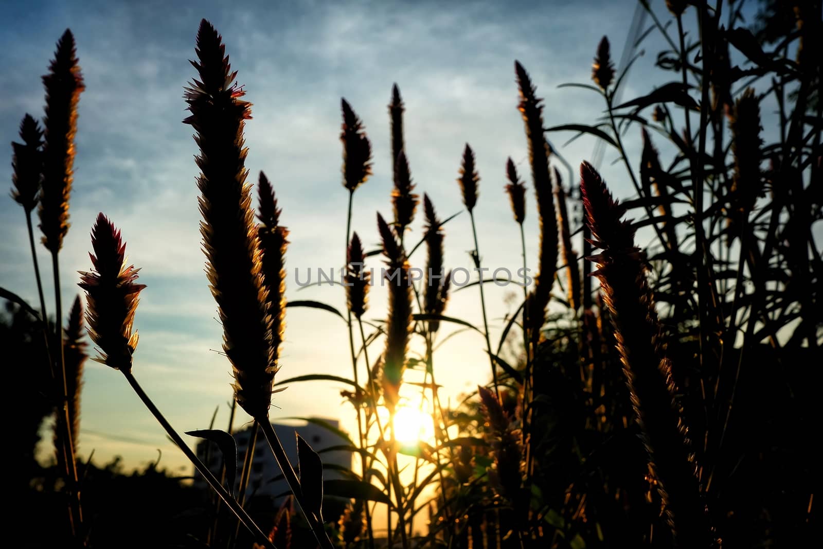 Silhouette of Grass with Sunset Background.