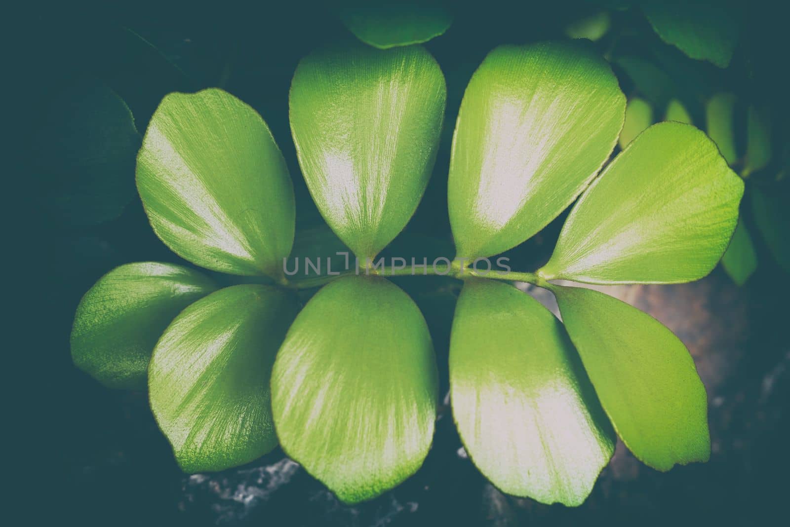 Green Leaves in Vintage Style.