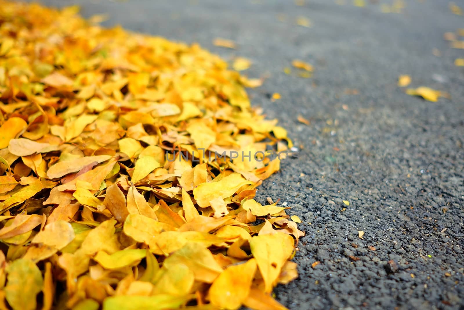 Dried Leaves on Asphalt Ground. (Selective Focus)