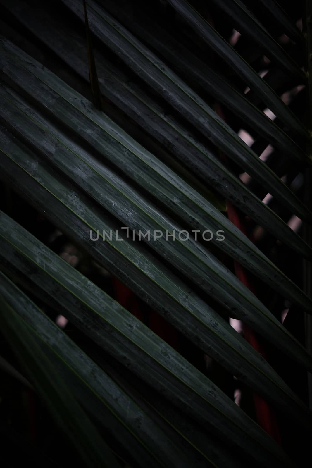 Palm Leaves in Dark Tone.