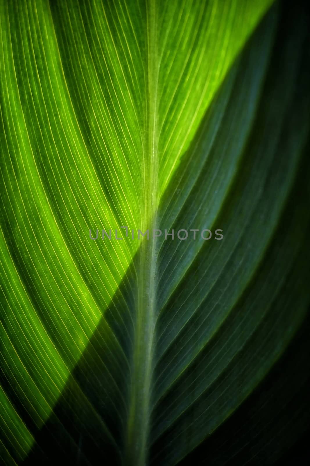Green Leaf Background with Half Sunlight. by mesamong