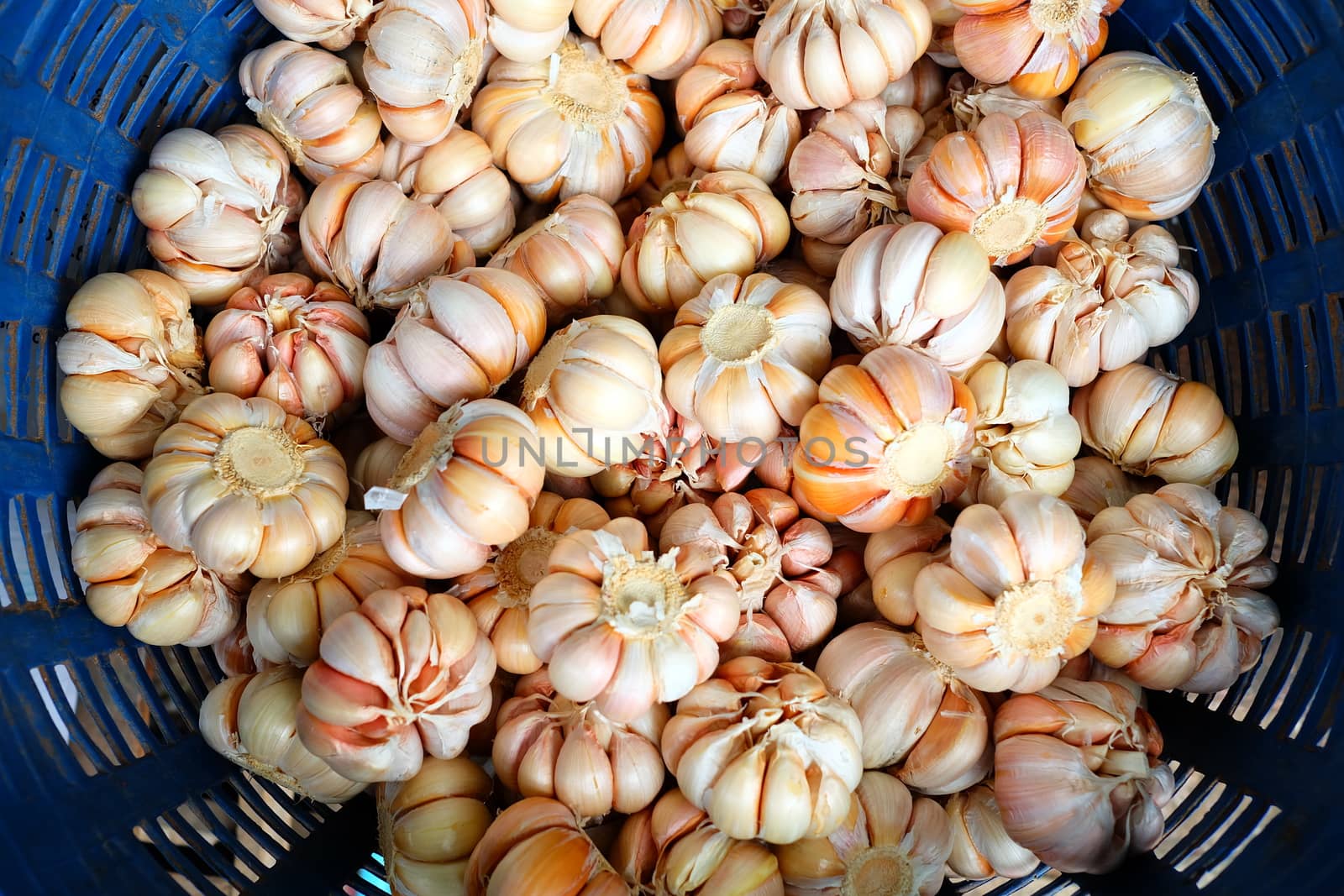 Garlic in Blue Plastic Basket. by mesamong