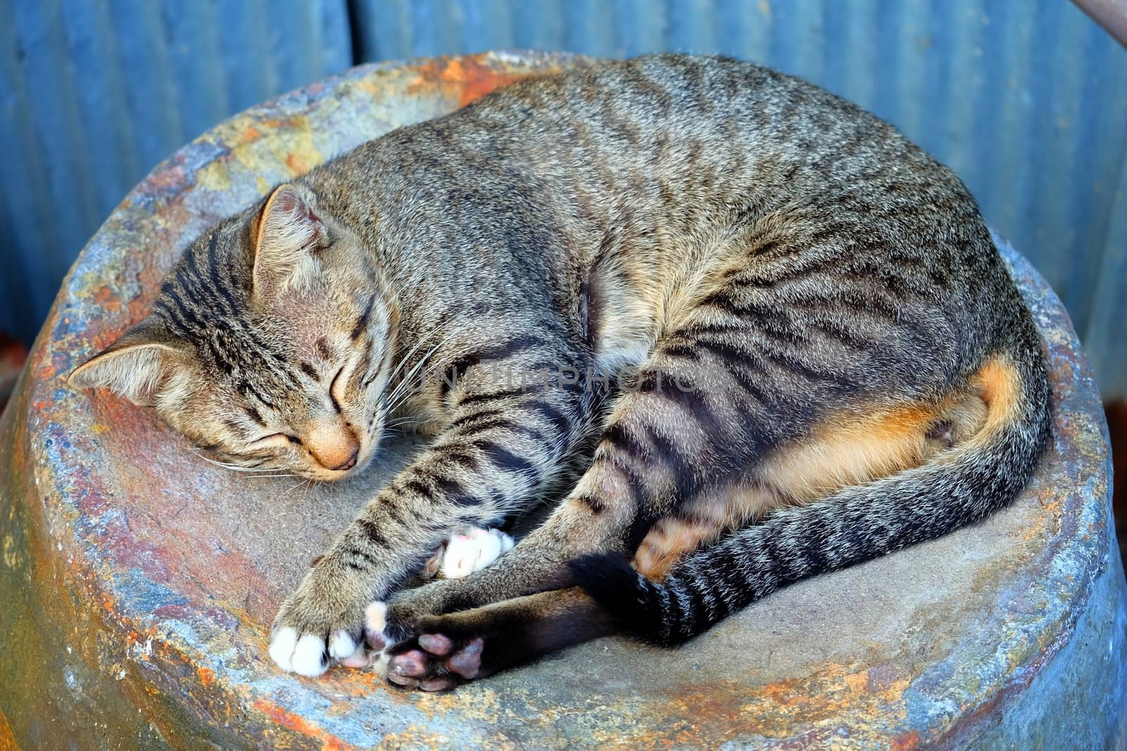 Lazy Cat Sleeping on Jar. by mesamong