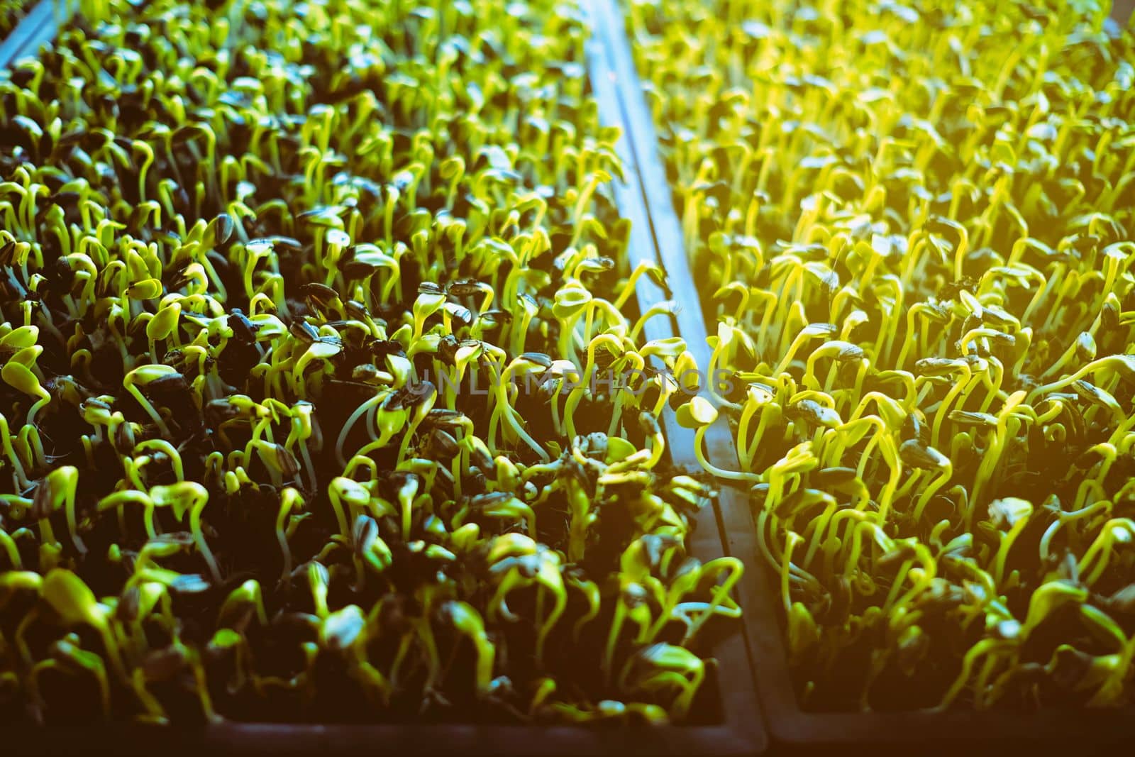 Sunflower Sprout with Ling Leak. by mesamong