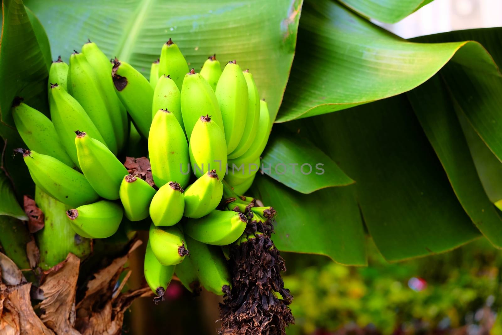 Dwarf Cavendish Banana Tree. by mesamong