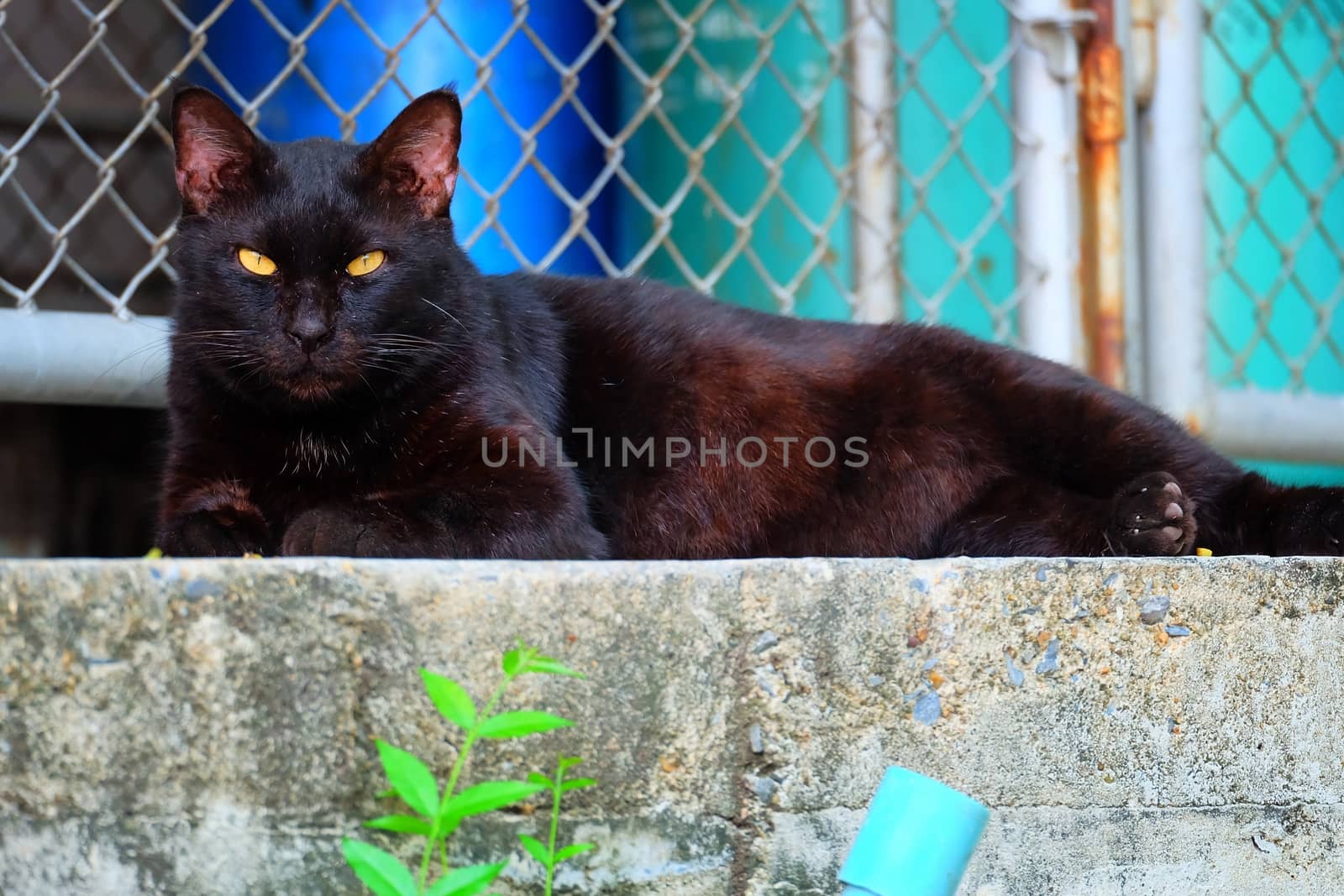 Black Cat Lying on Ground.