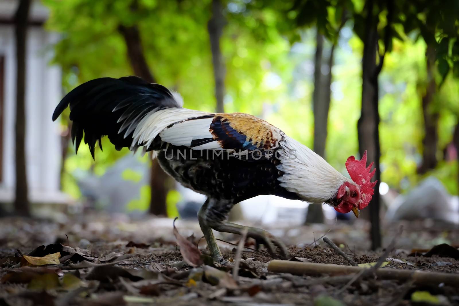 Chicken Digging for Food in the Park. by mesamong