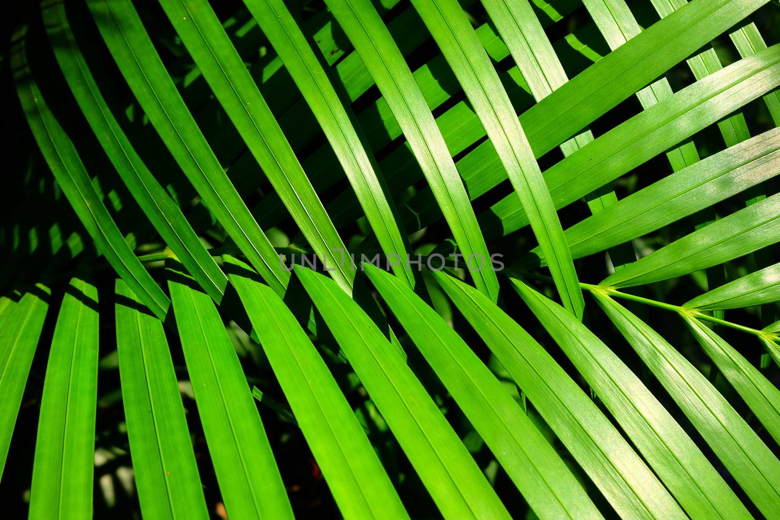 Green Leaves Background.