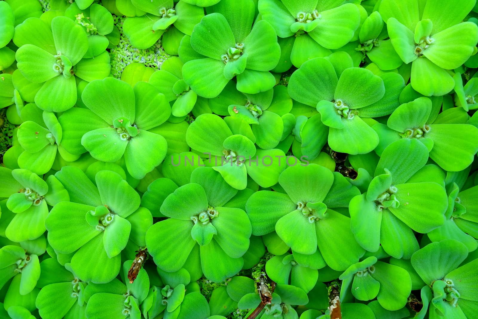 Green Pistia or Water Cabbage Floating in the Pond.