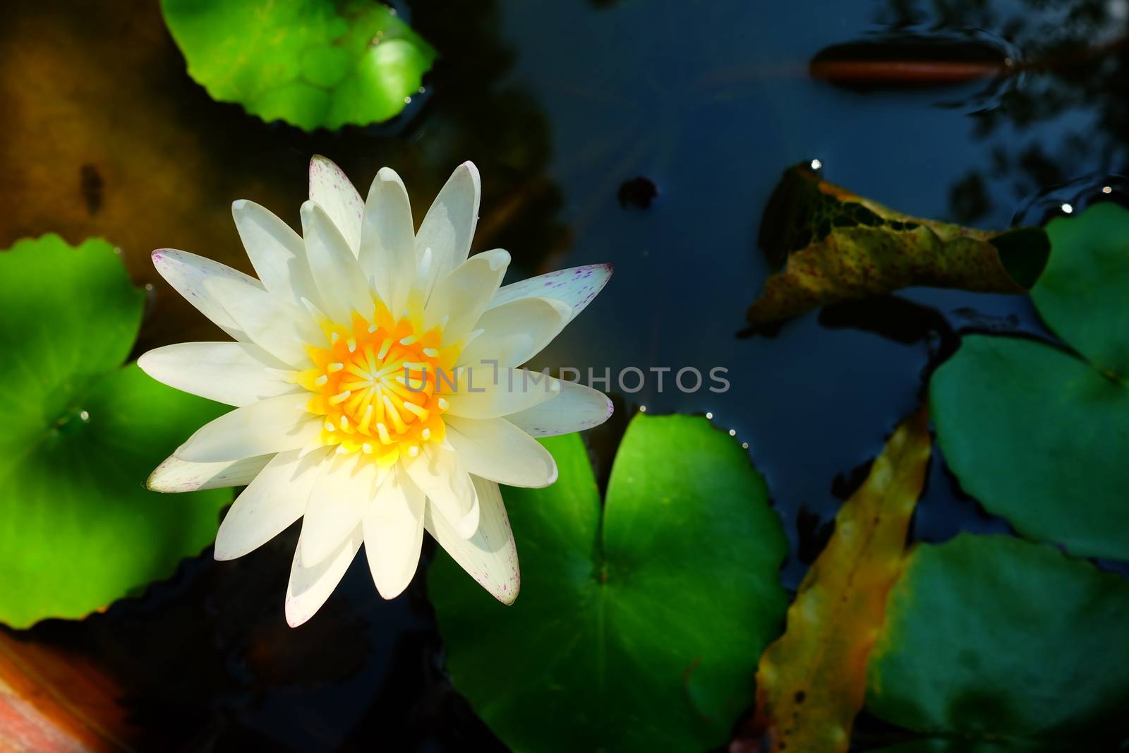 White Lotus or Water Lily in Pond. by mesamong
