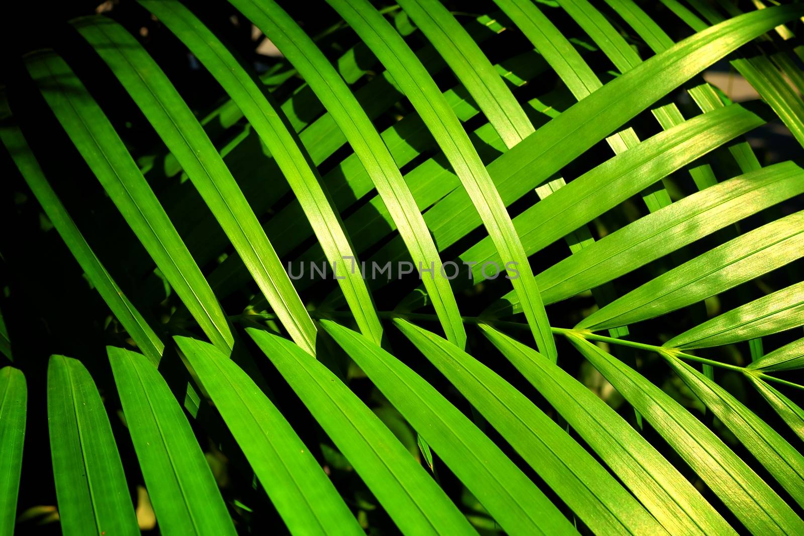 Green Leaves Background. by mesamong