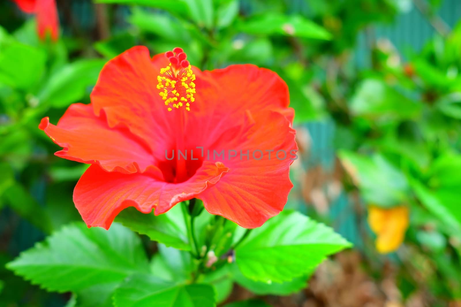 Red Chinese Rose in the Garden. by mesamong
