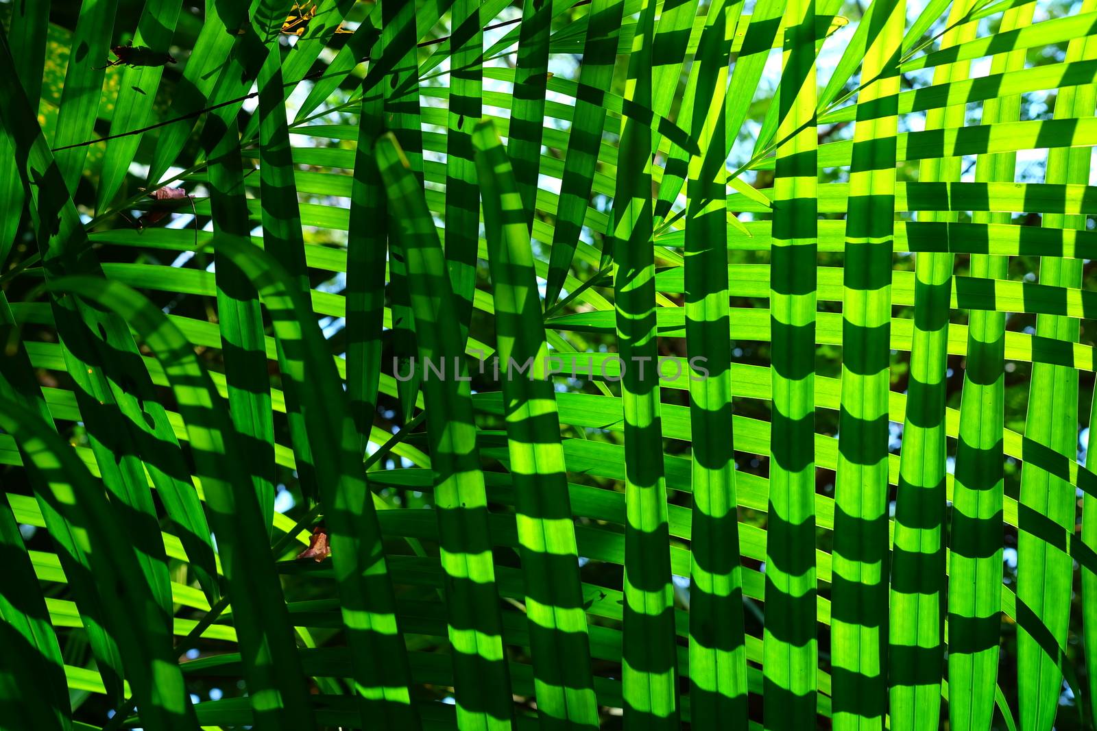 Sunlight through Green Palm Leaves Background.