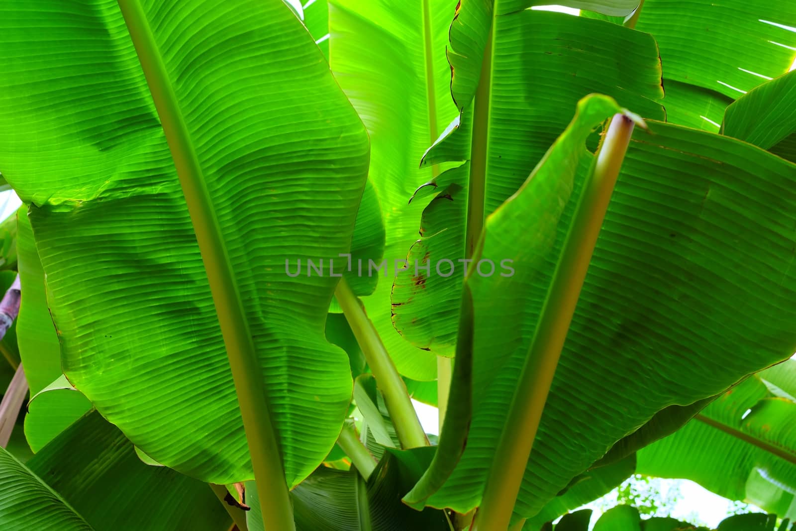 Bottom View of Banana Leaves. (Selective Focus) by mesamong