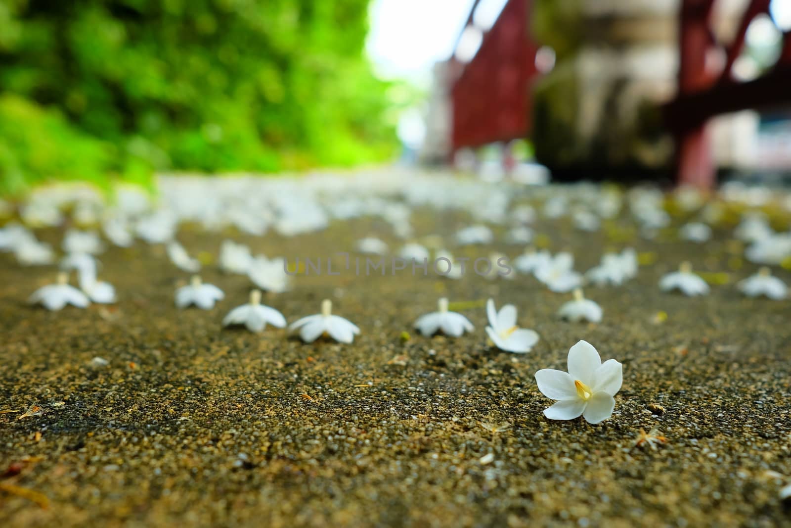 Closed-up White Wild Water Plum Flowers on Ground. (Selective Focus) by mesamong