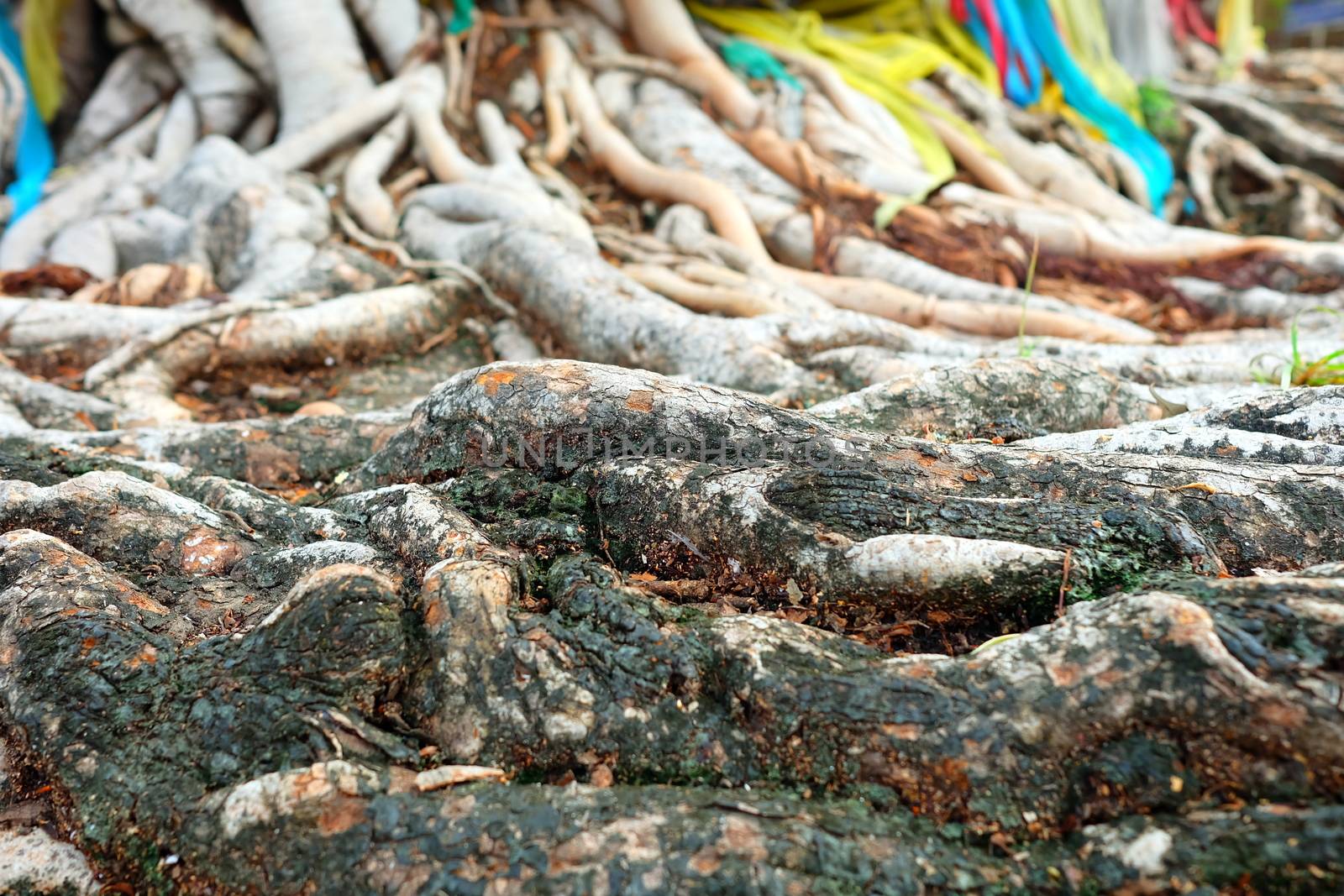 Closed-up Old Tree Root. (Selective Focus) by mesamong