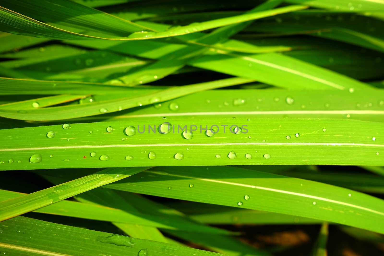 Closed-up Rain Drops on Green Grass. (Selective Focus)
