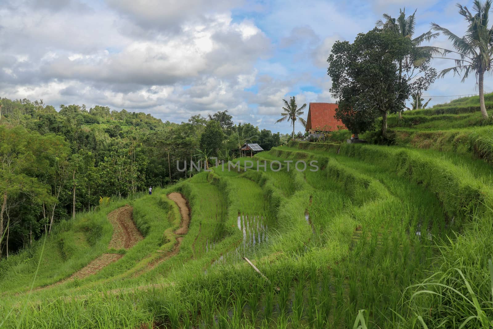Rice field green grass blue sky cloud cloudy landscape background. Rice fields terraces with fresh young rice in Penebel village in Tabanan. Jatiluwih rice terrace in Bali, Indonesia.