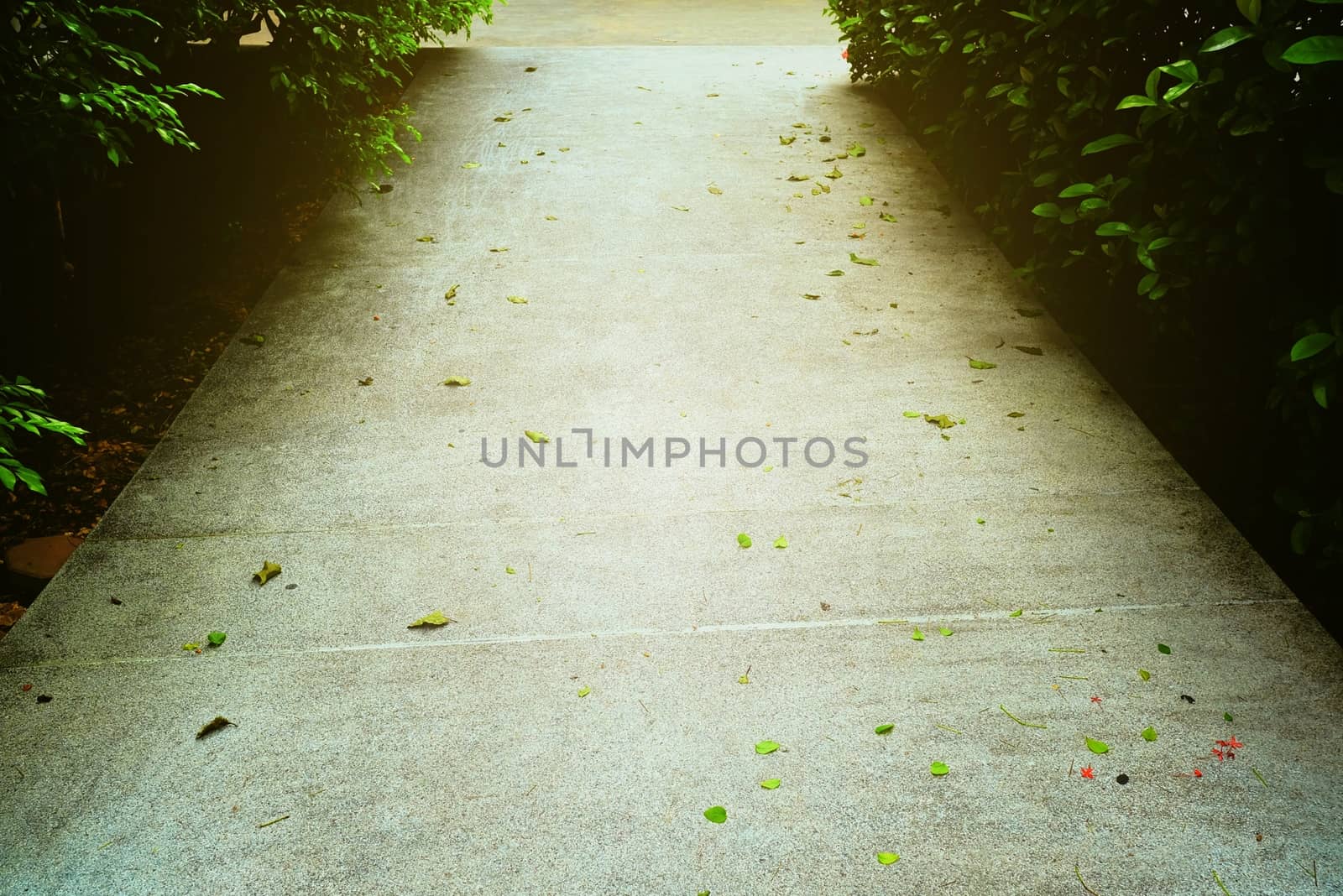 Concrete Pathway in The Park.