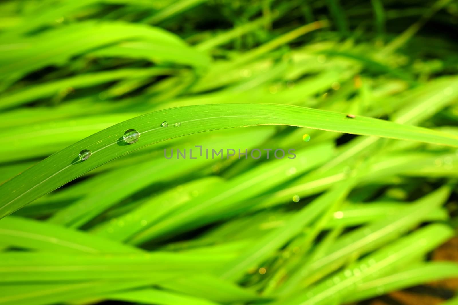 Closed-up Rain Drops on Green Grass. (Selective Focus) by mesamong