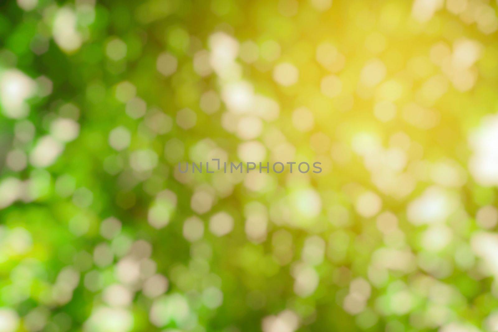 Abstract Green Bokeh Background. by mesamong