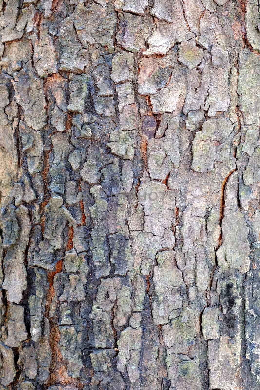 Closed-up Bark Texture Background.