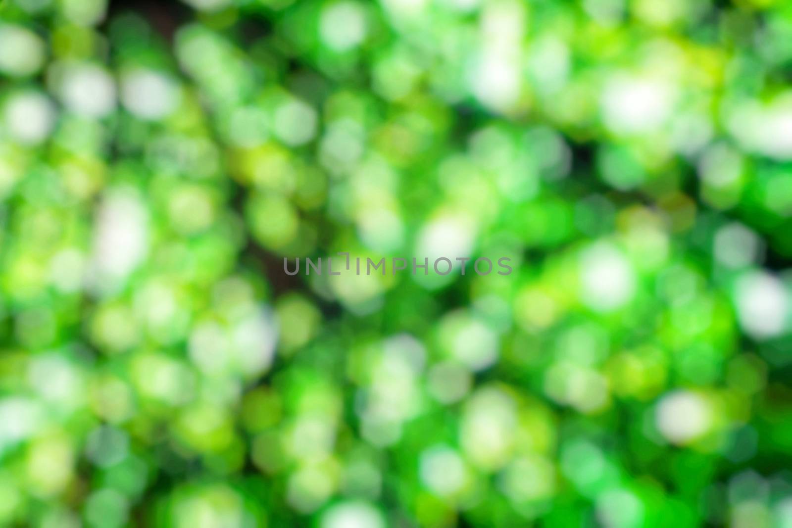 Abstract Green Bokeh Background. by mesamong