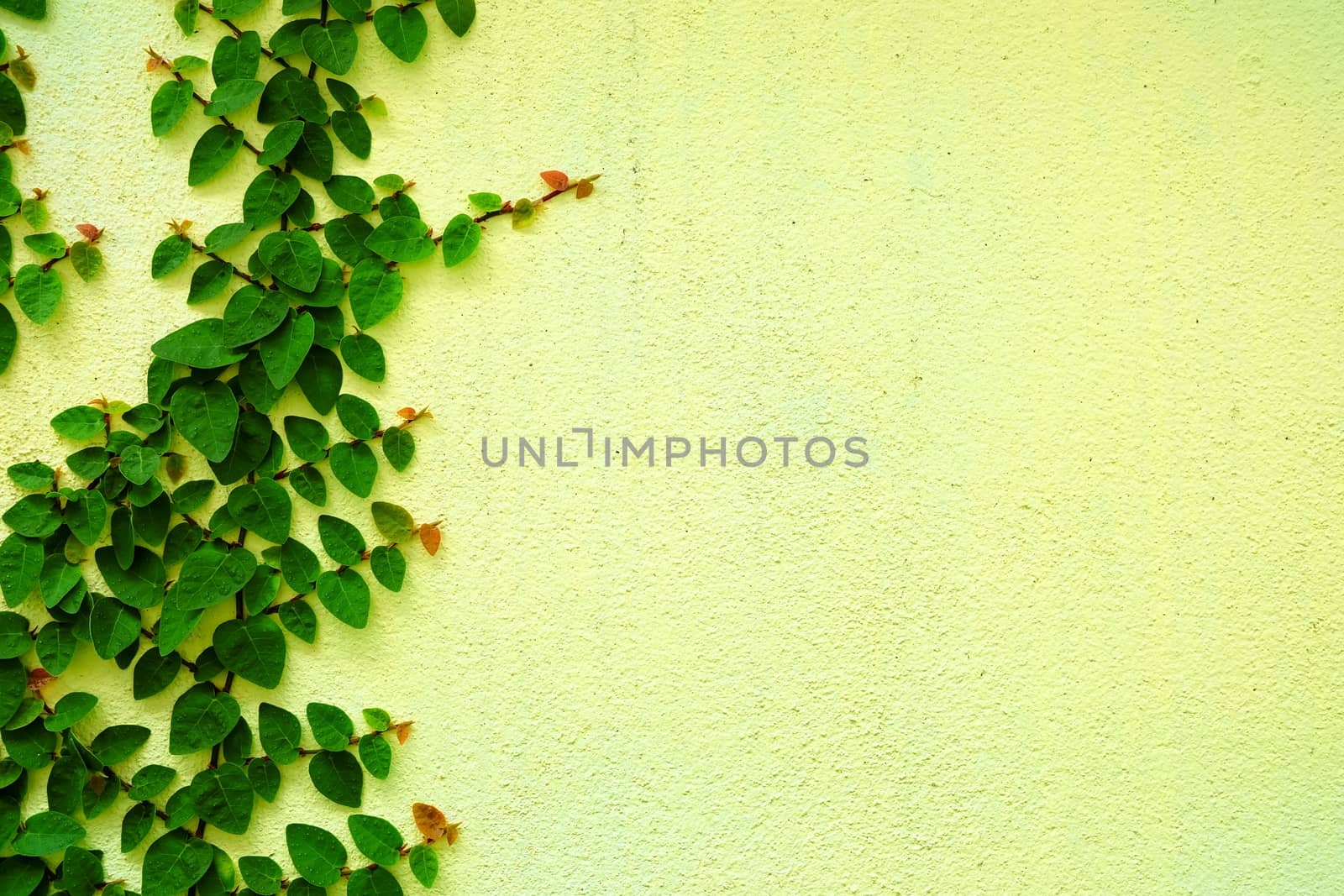 Green Leaves on Concrete Wall Background. by mesamong