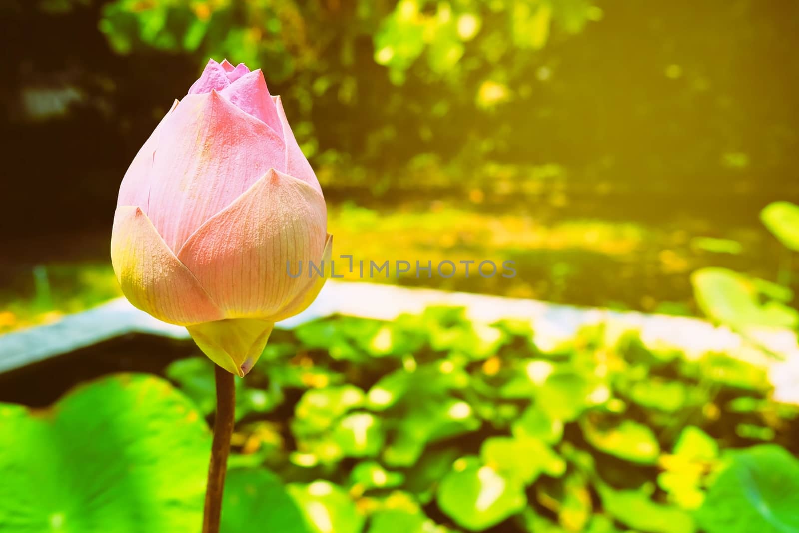 Lotus in Pond Background with Light Leak Space for Text. by mesamong