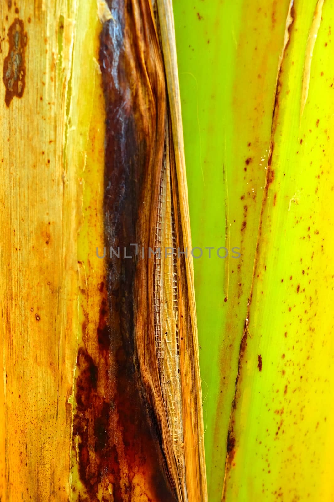 Banana Trunk Texture Background. by mesamong