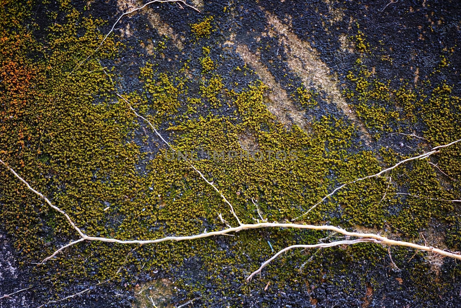 Green Moss Growing on Old Grunge Concrete Wall. by mesamong