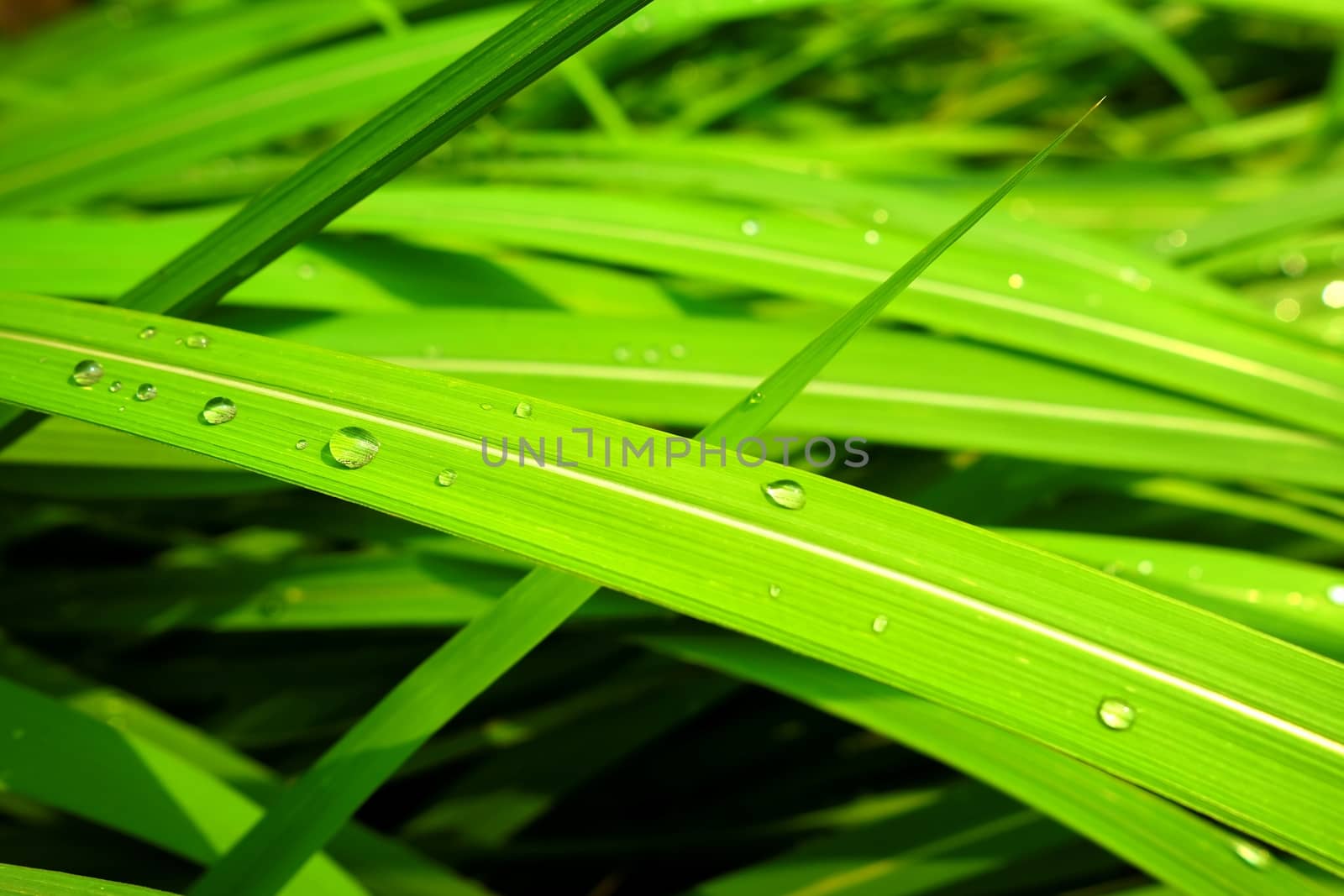 Closed-up Rain Drops on Green Grass. (Selective Focus) by mesamong