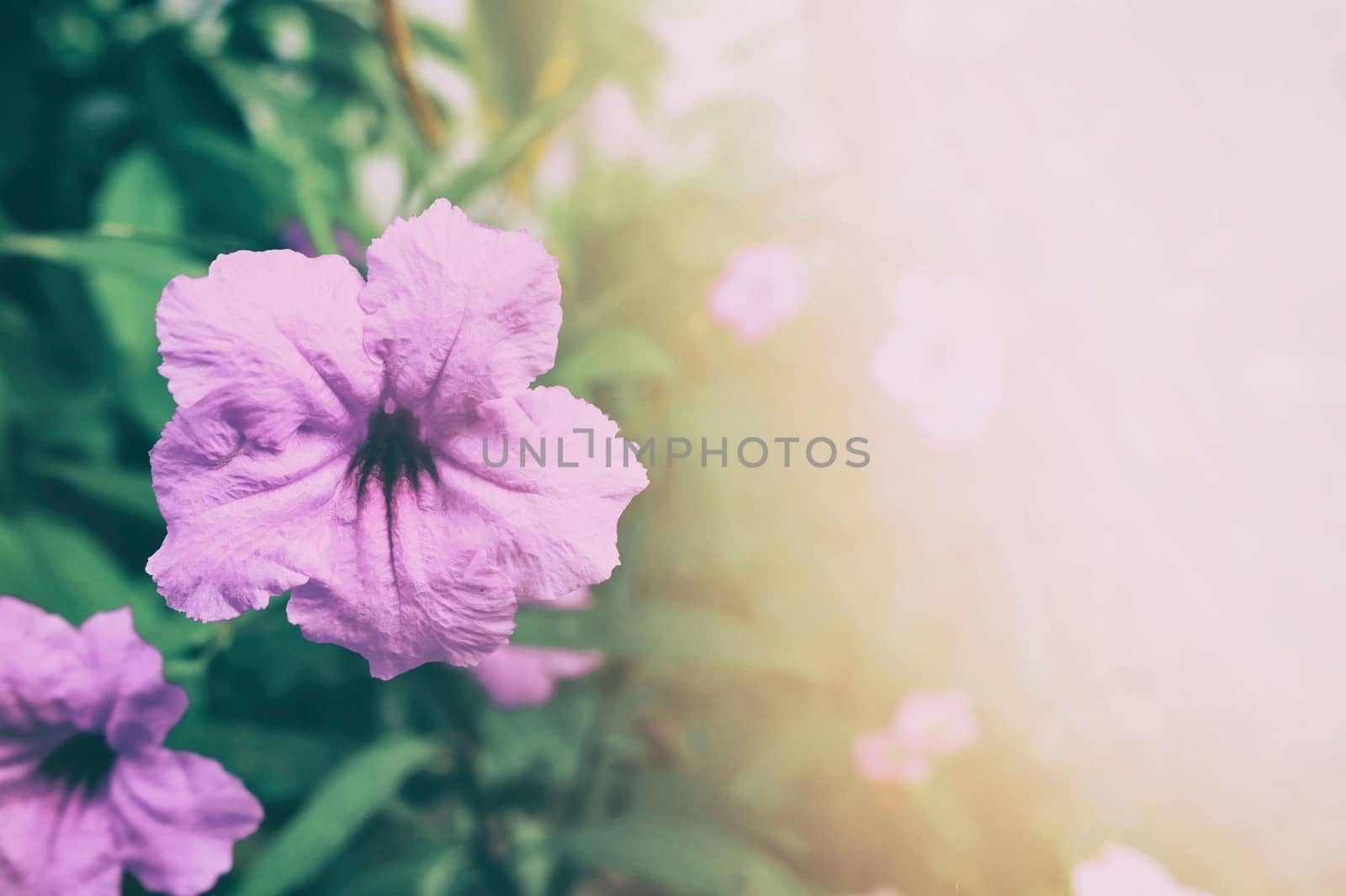 Closed-up Minnieroot or Ruellia Tuberosa Flowers in Vintage Style with Light Fare Space for Text.