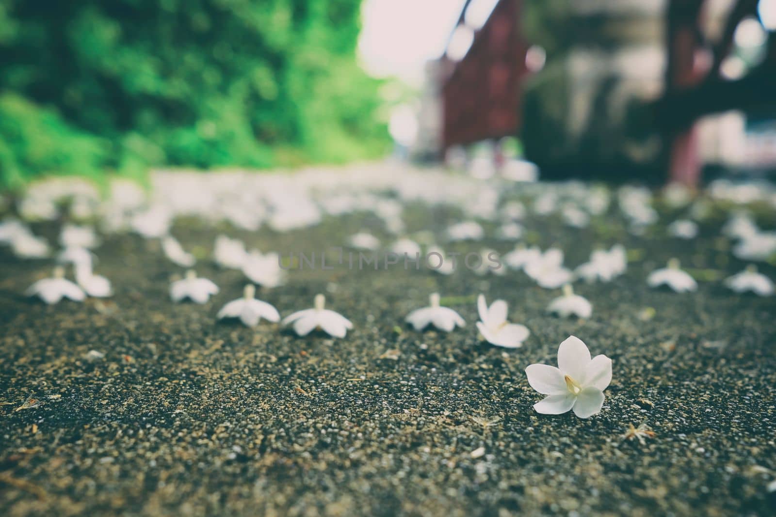 Closed-up White Wild Water Plum Flowers on Ground in Vintage Style. (Selective Focus) by mesamong