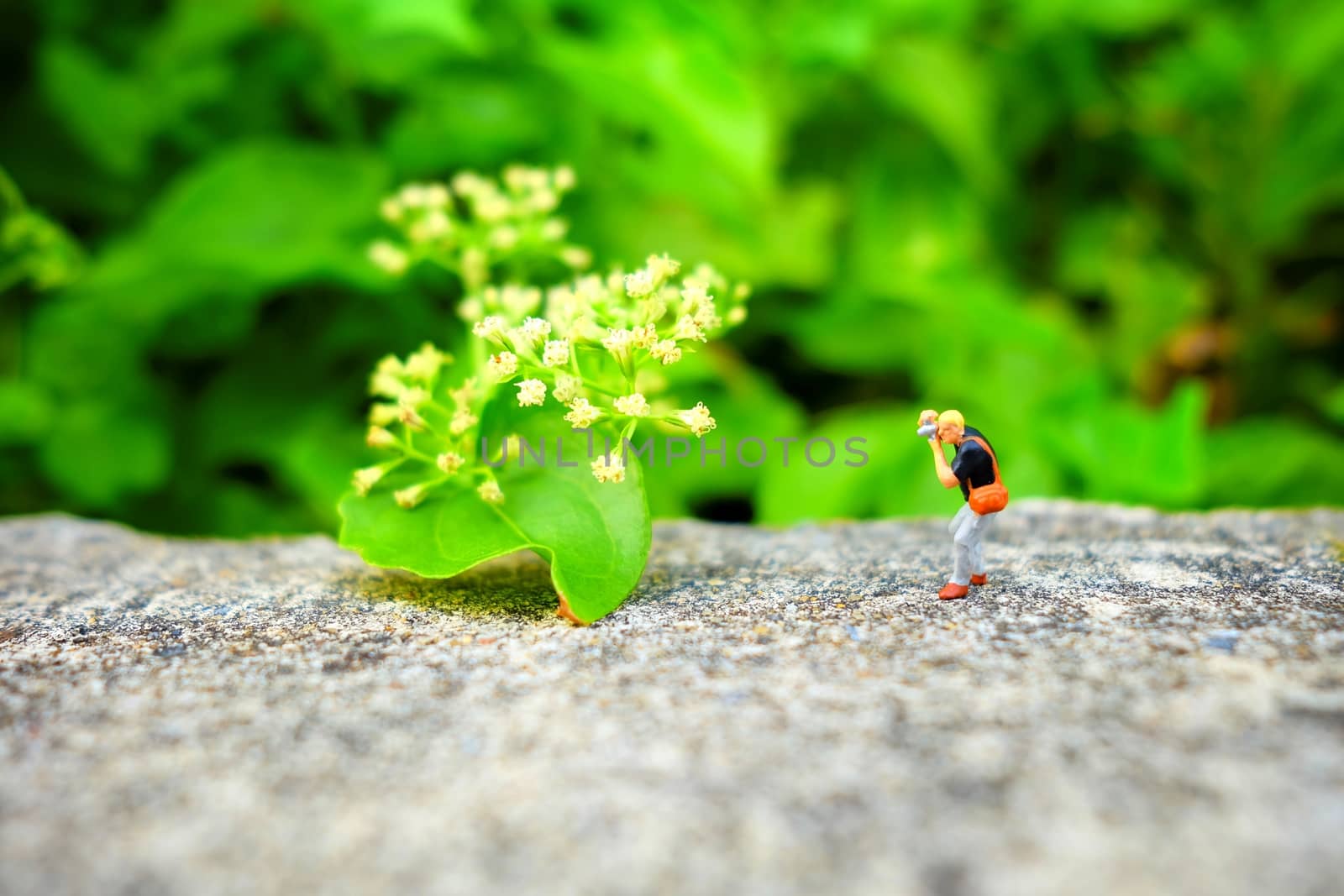 Miniature Figure Photographer Taking a Photo of Flowers.