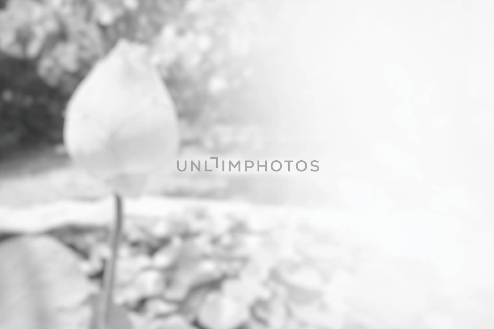 Blurred White Lotus in Pond Background with Light Leak Space for Text. by mesamong