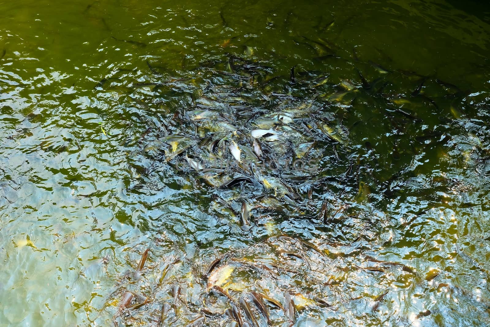 Feeding Fish in Pool. by mesamong