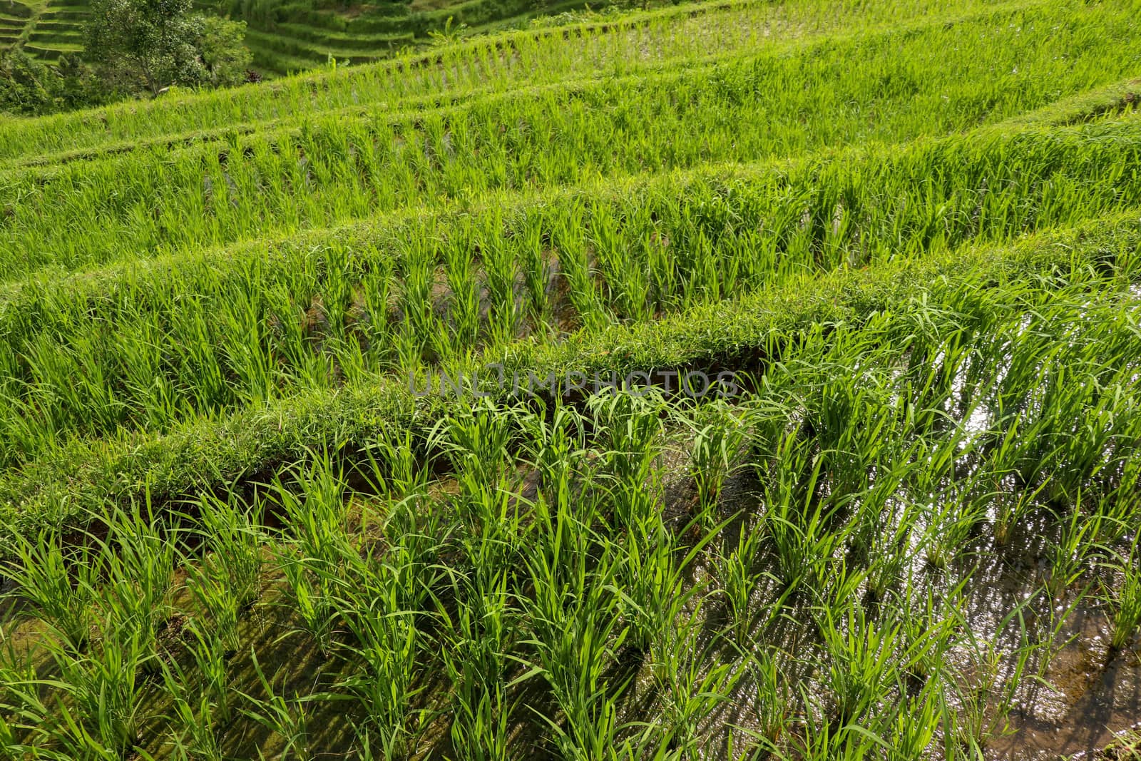 Rice field green grass landscape background. Rice fields terraces with fresh young rice in Penebel village in Tabanan. Jatiluwih rice terrace in Bali, Indonesia.